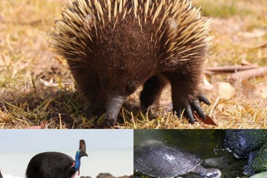 Inyamaswa 5 zitangaje  wasanga  muri Australia