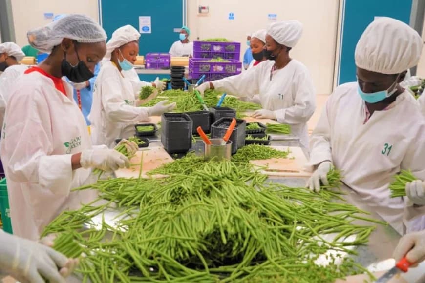 Revenue from Rwanda's agricultural exports increased by 66% in 7 years