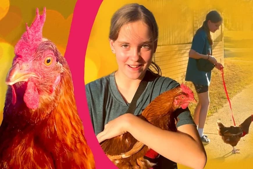 Queensland: Inkoko na nyirayo bahindutse cyimenyabose