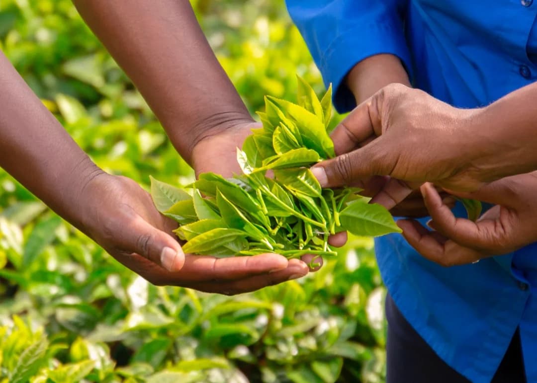 Rwanda tea earns Rwf 135 billion in 2023