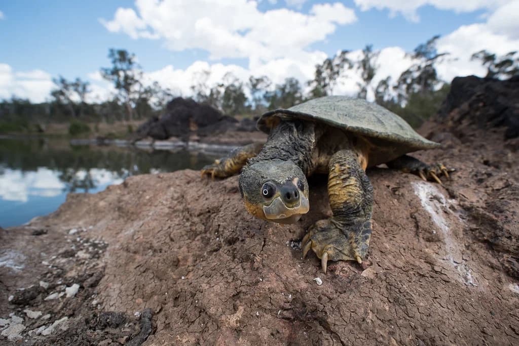 Inyamaswa 5 zitangaje  wasanga muri Australia