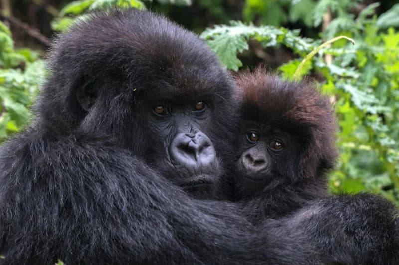 Kwita Izina: 22 baby gorillas to be named on October 18