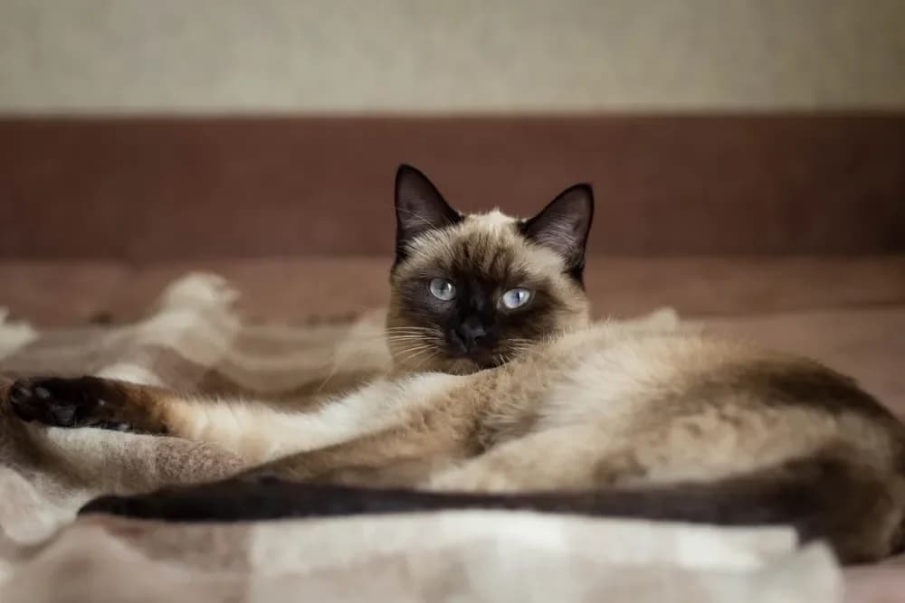 Thailand Recognizes Indigenous Cat Breeds as National Symbols of Culture and Heritage