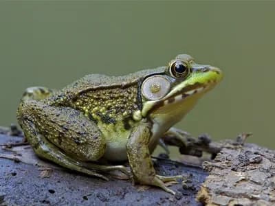 Did you know that frogs were once used to detect pregnancy