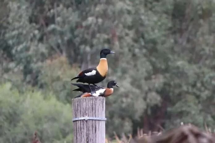 Australia Confirms H5N1 Bird Flu in Wild Seabird, Raising Wildlife Concerns