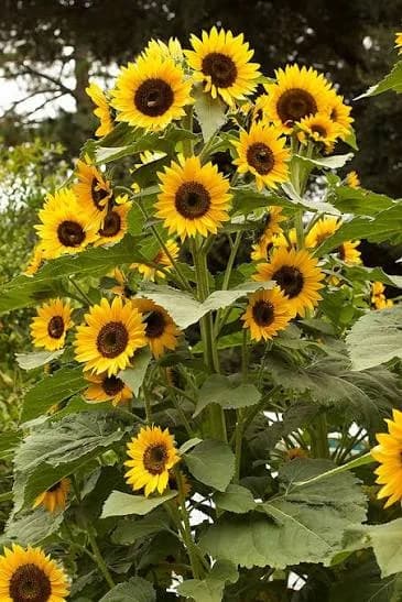 🌻 Igihwagari: Indabo zisa n’izuba zifite ibanga rikomeye