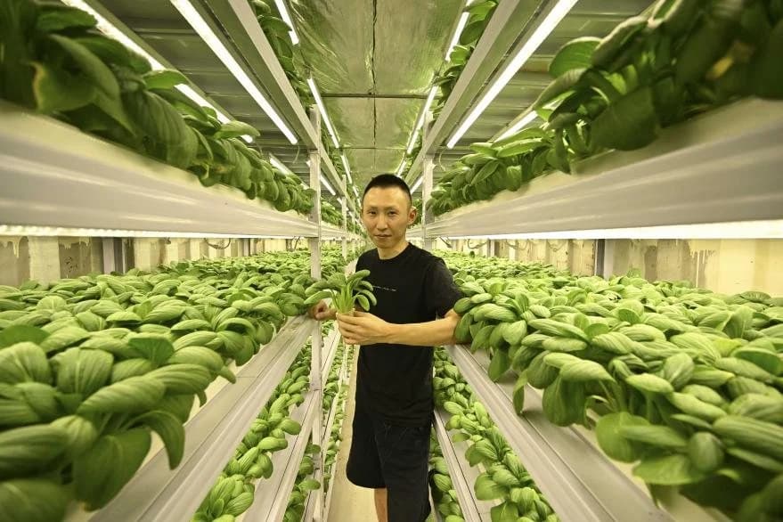 Chinese team brings fresh vegetables to Qatar desert - People's Daily Online