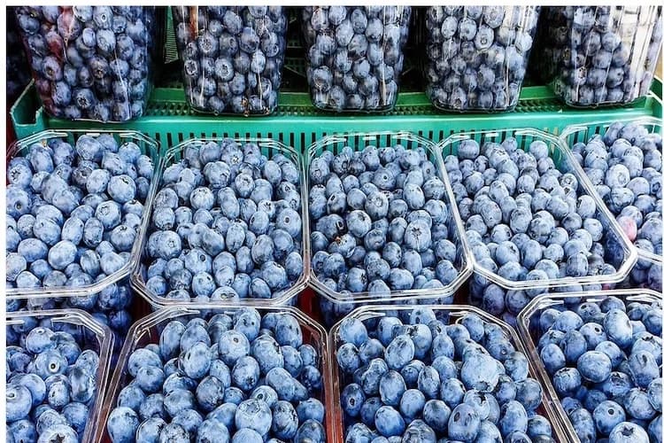 Blueberries continue to expand globally | The Grower